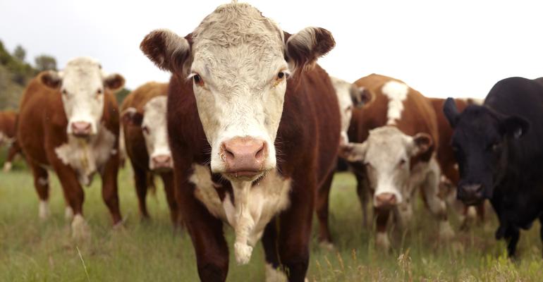 beef cattle beef cattle