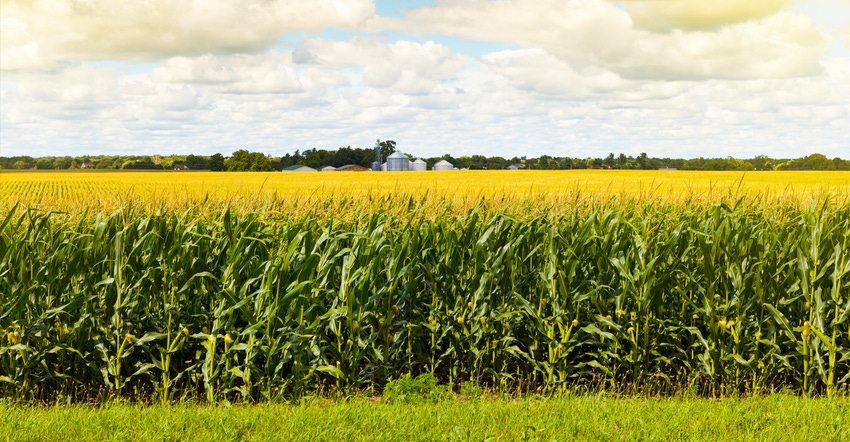 cornfield with farm in the back ground