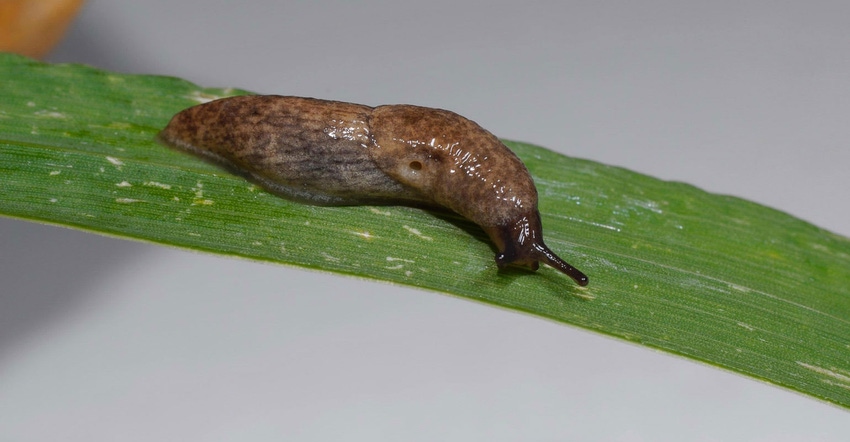 Gray garden slug