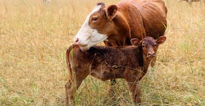 red cow and calf