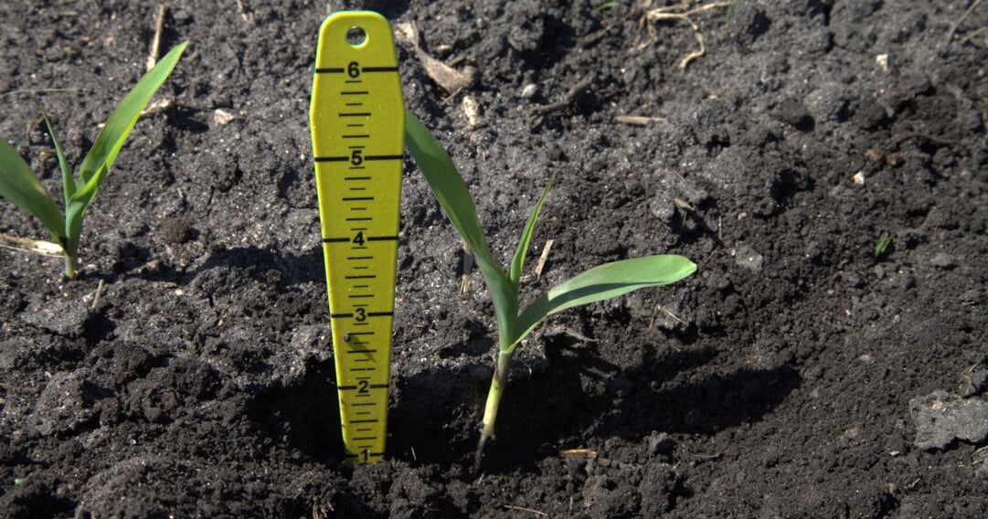 What Is The Perfect Corn Planting Depth What is the perfect corn planting depth