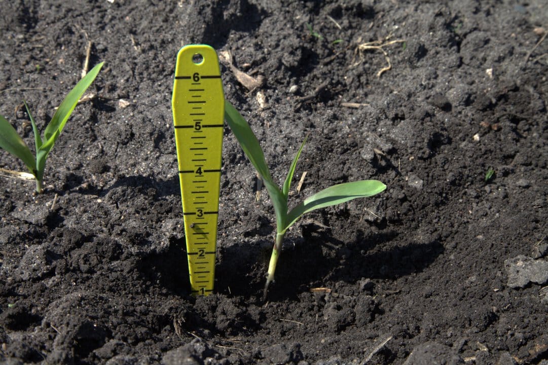 3 Inches Corn What is the perfect corn planting depth?
