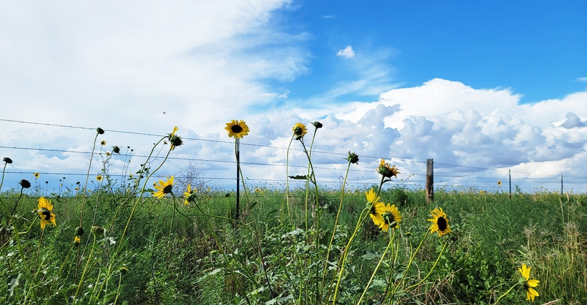 swfp-shelley-huguley-clouds-wildflowers-fince.jpg swfp-shelley-huguley-clouds-wildflowers-fince.jpg