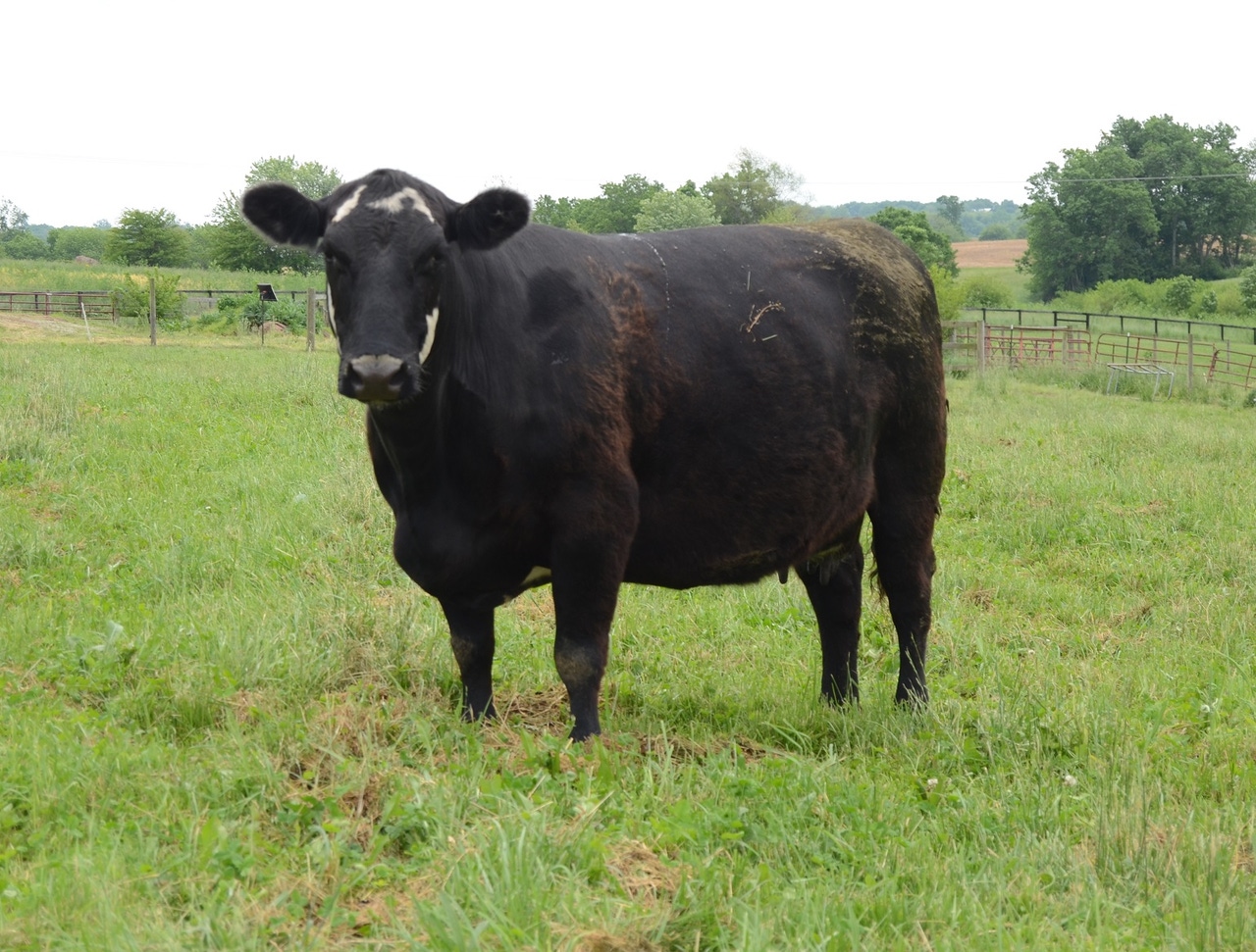 Does “normal” matter in cattle production?