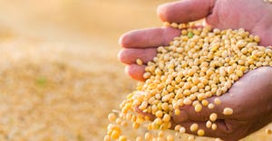 Hands holding soybeans