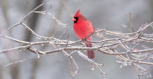 Cardinal perched on ice covered branch