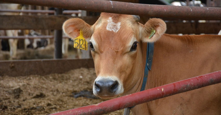 Closeup of dairy cow