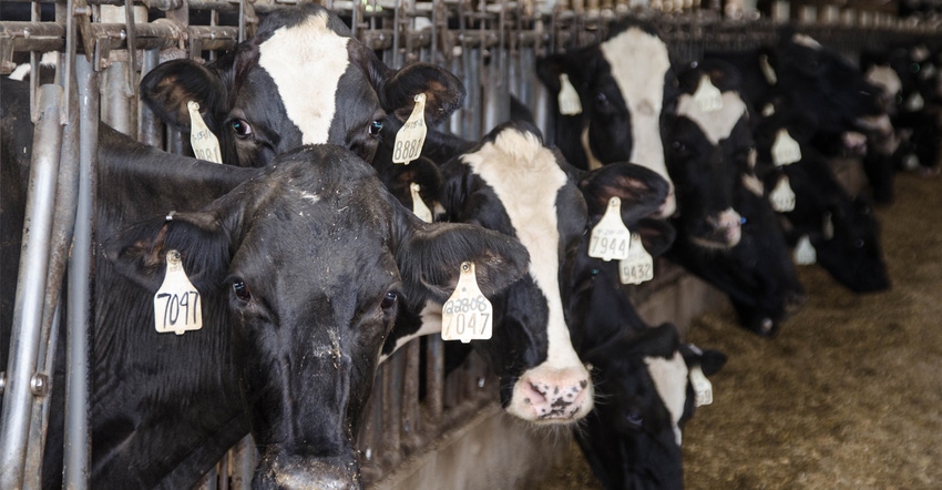 closeup of dairy cows