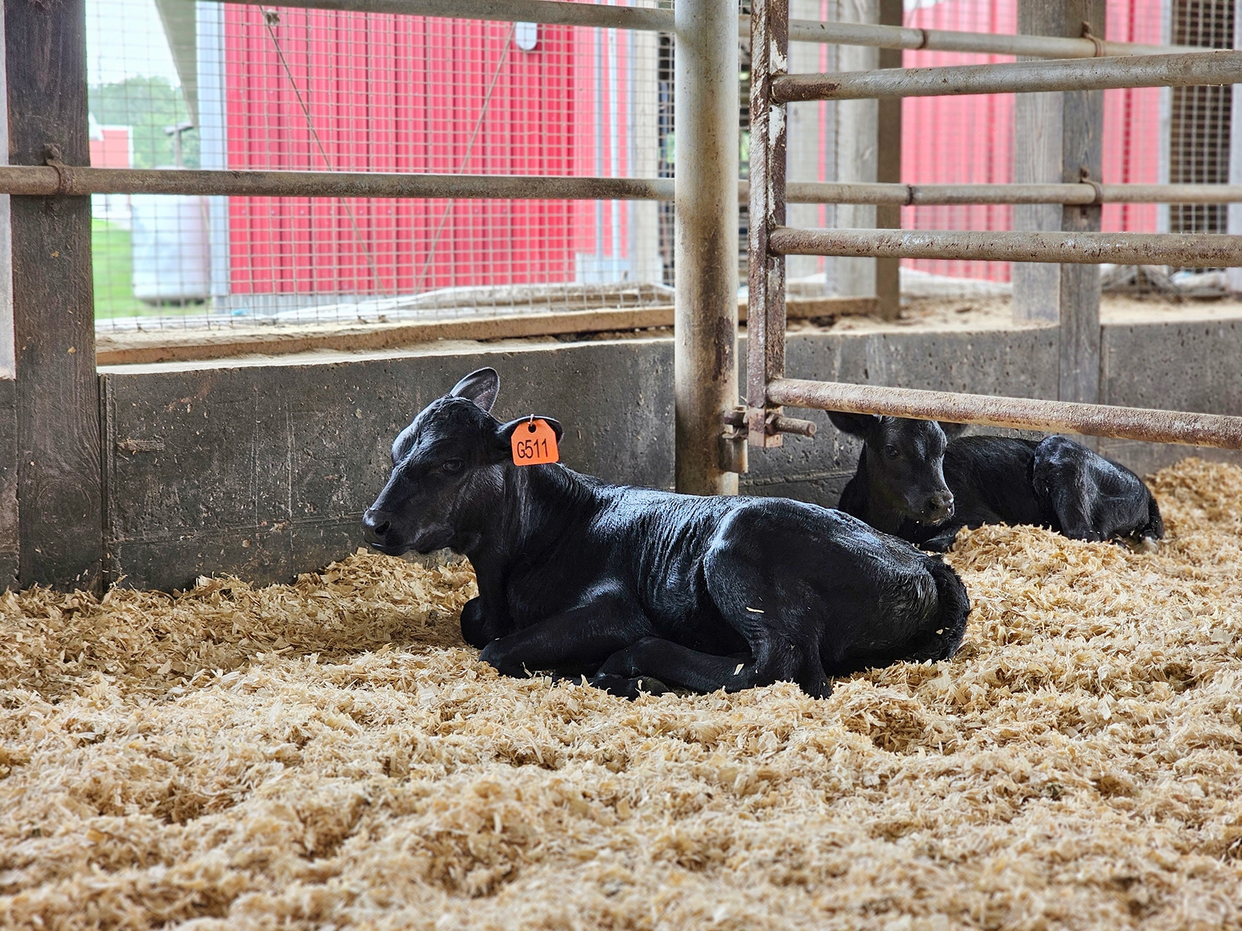 Calves lounging in a bed of hay