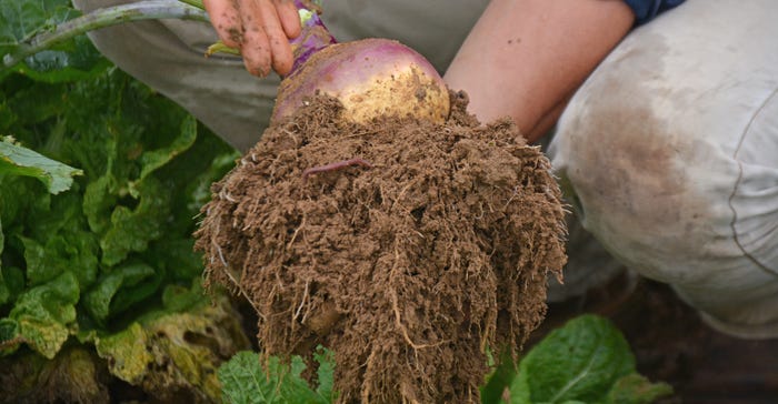 hands holding large rutabaga 