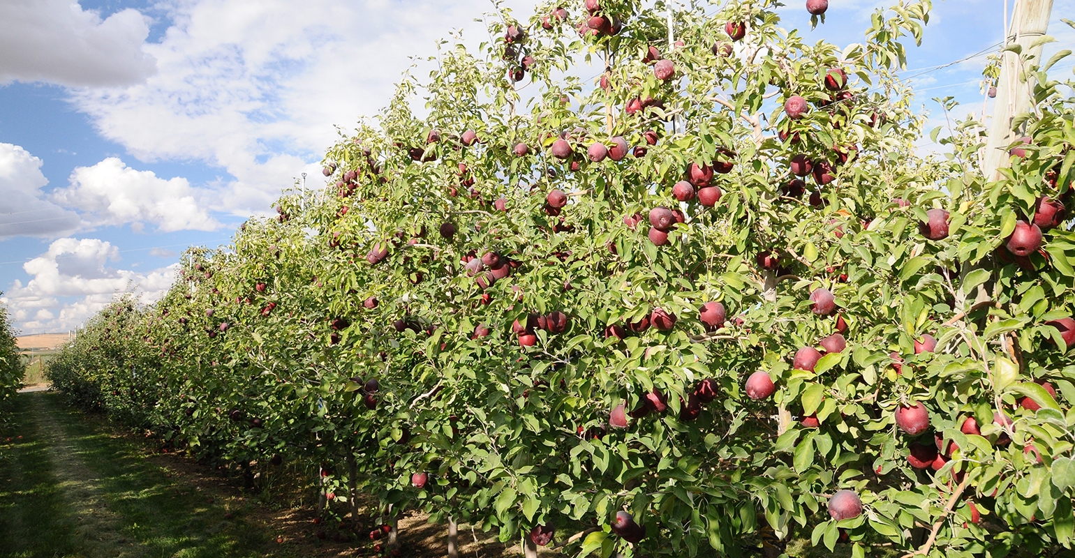 Cosmic Crisp' Apple Breeder to Lead Washington Research and Extension  Center - Growing Produce
