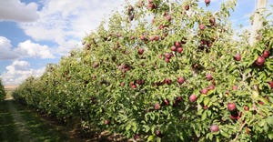 row of Cosmic Crisp apple trees