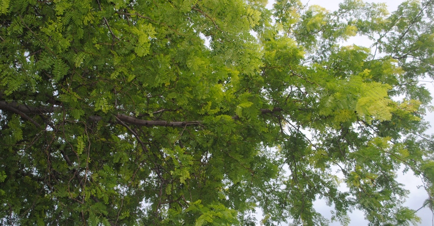 Honeylocust trees 