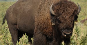 bison in Konza prairie