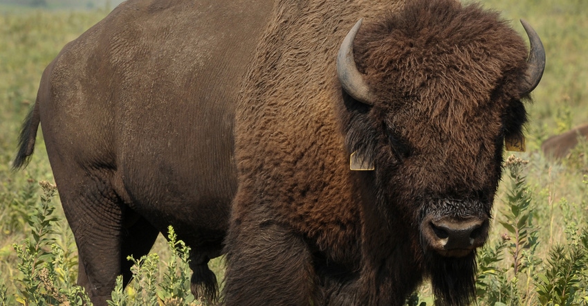 bison in Konza prairie