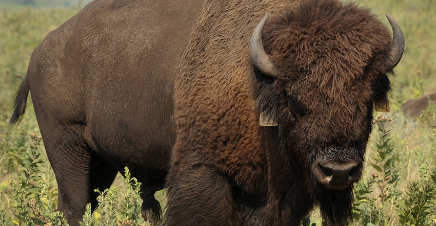 bison in Konza prairie bison in Konza prairie