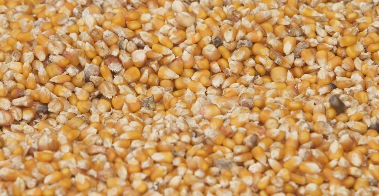Defeated Corn Biological Breakdown of Wind Destroyed Corn