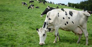 dairy cattle grazing in field