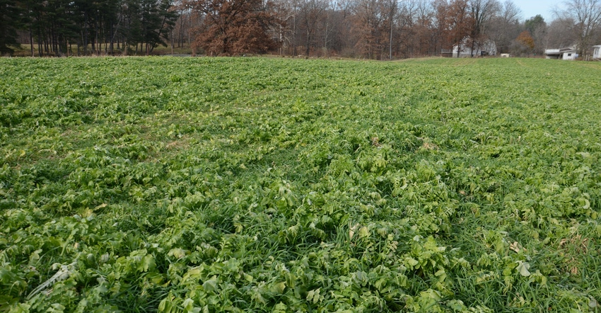 field of radish cover crops