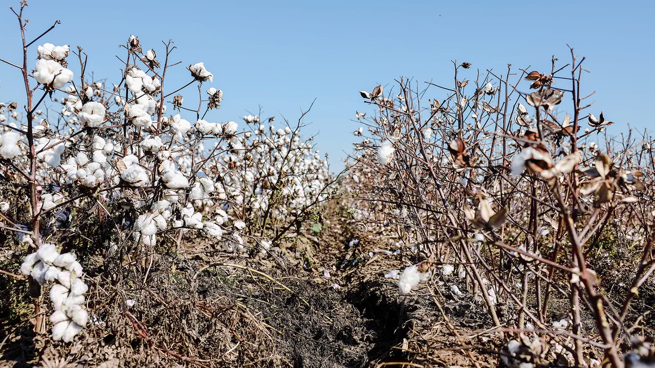 Syngenta debuts new insecticide after 12 year study