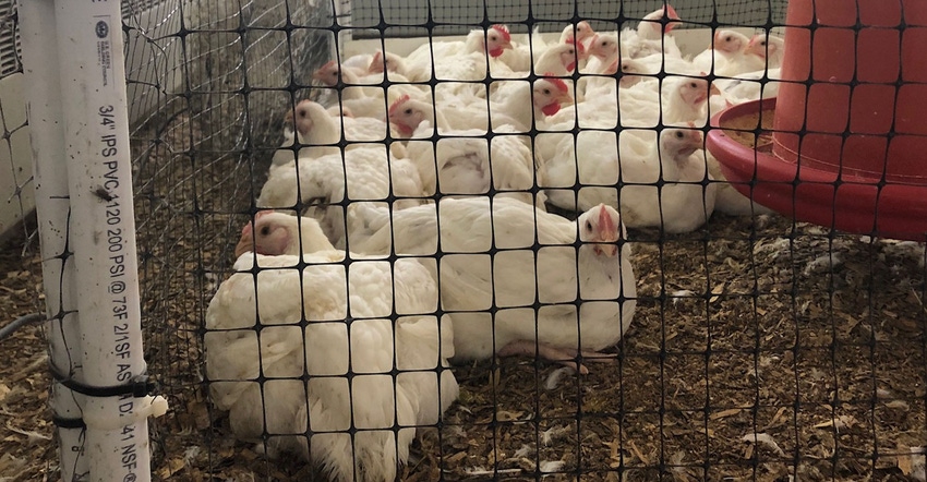 Broiler chickens at the University of Georgia’s poultry research center