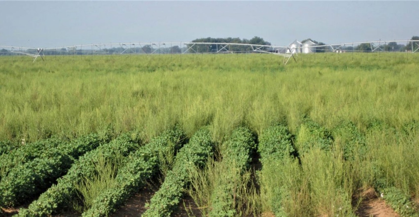 Pigweed-in-Cotton-HR-1024x569.jpg Pigweed-in-Cotton-HR-1024x569.jpg