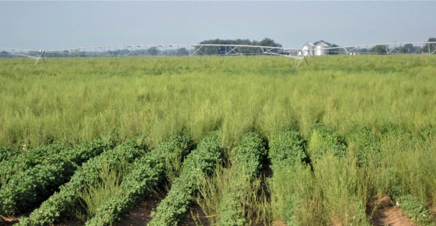 Pigweed-in-Cotton-HR-1024x569.jpg