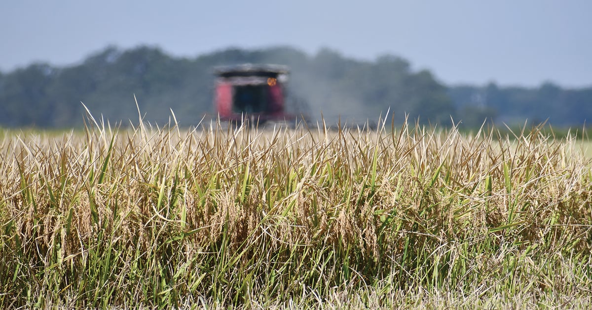 Rice growers use staggered planting for quality