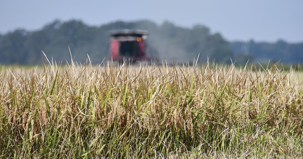 Rice growers use staggered planting for quality