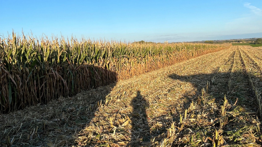 A cornfield ready for harvest