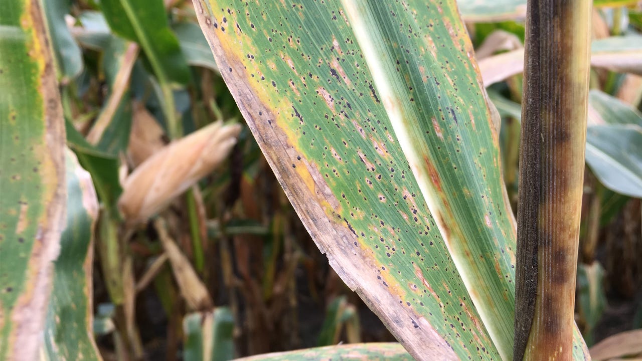 Farm Progress - tar spot on corn leaves