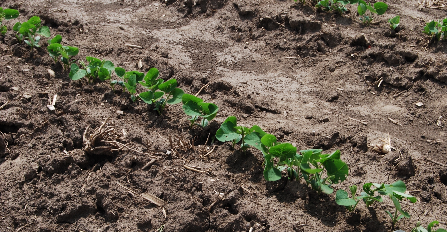 Take time to evaluate your corn, soybean stand