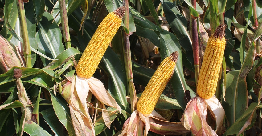 Earns of corn