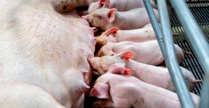 piglets feeding from a sow laying in barn pen