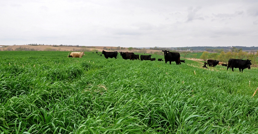 Beef cattle in field