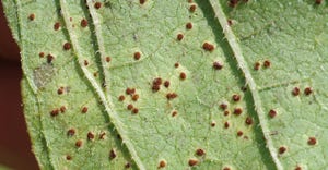 Dusty cinnamon-brown rust pustules on a sunflower leaf