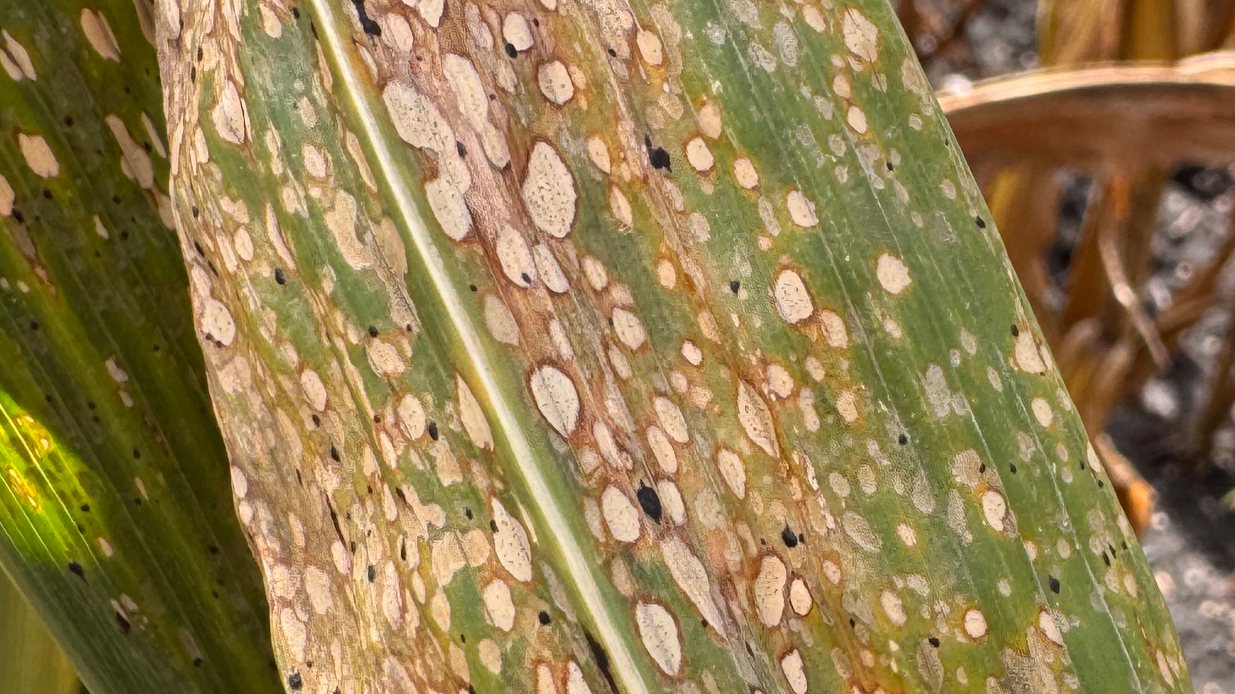 New fungal disease could rival tar spot’s devastating impact