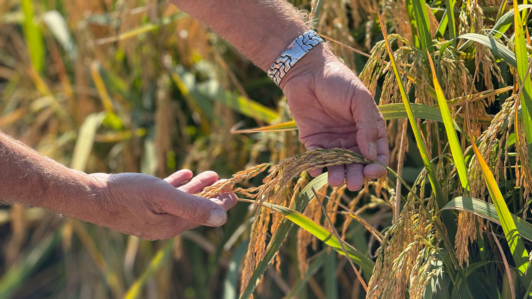 Horizon Ag unveils new Provisia rice varieties