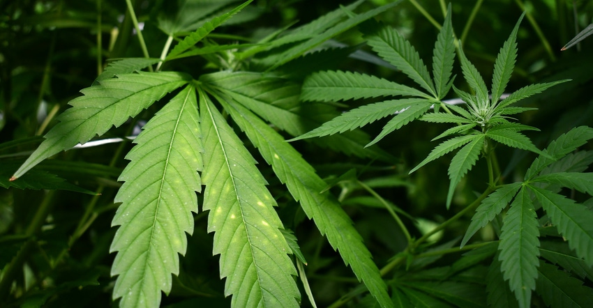 dfp-adismukes-hemp-leaves.jpg dfp-adismukes-hemp-leaves.jpg