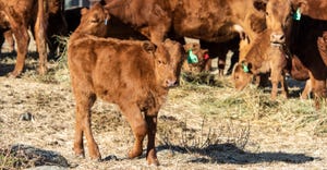Red Angus cows and calves