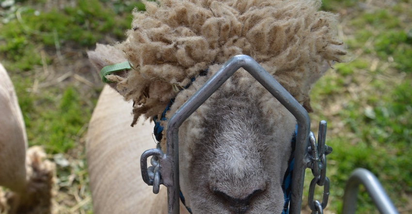 sheep with long hair