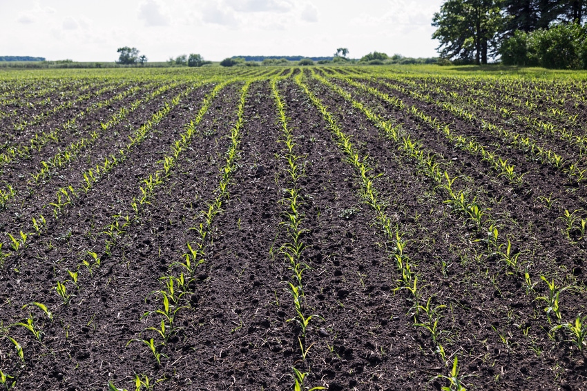 corn-emerging-694882068.jpg corn-emerging-694882068.jpg