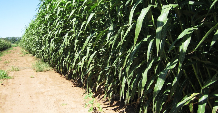 bioenergy-sorghum.jpg bioenergy-sorghum.jpg