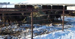cattle in pen feeding on bales of hay