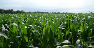 Scenic view of corn field