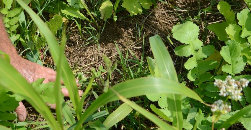 cover crops cover crops