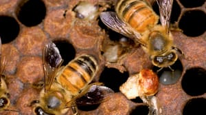 Bees in a hive Bees in a hive