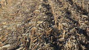 corn stubble in a field