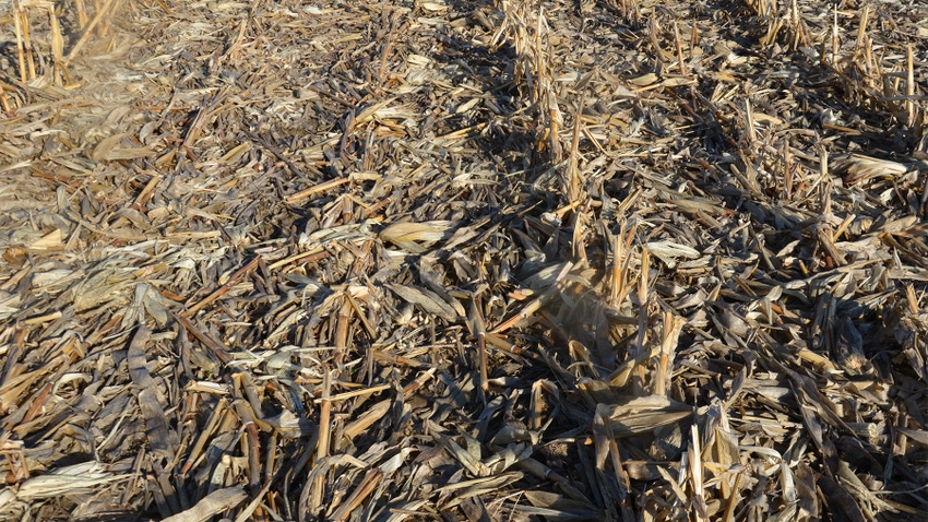 corn stubble in a field