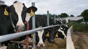 Holstein cows eating hay